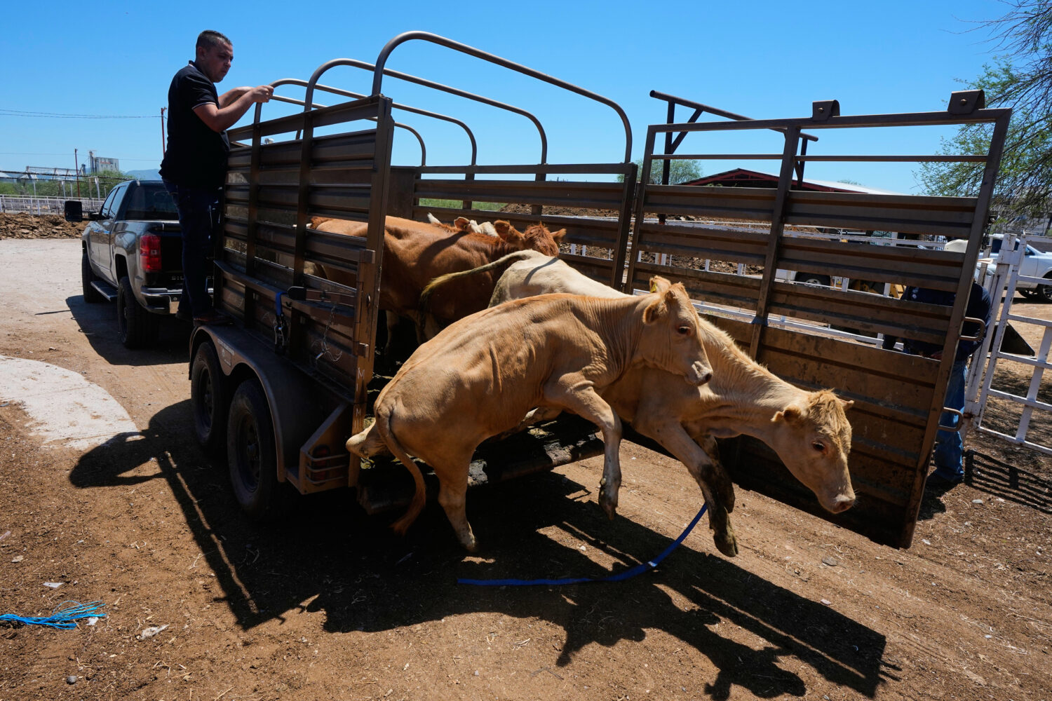 A rancher unloads calves at the pens of the regional cattle ranchers association ahead of the annou...