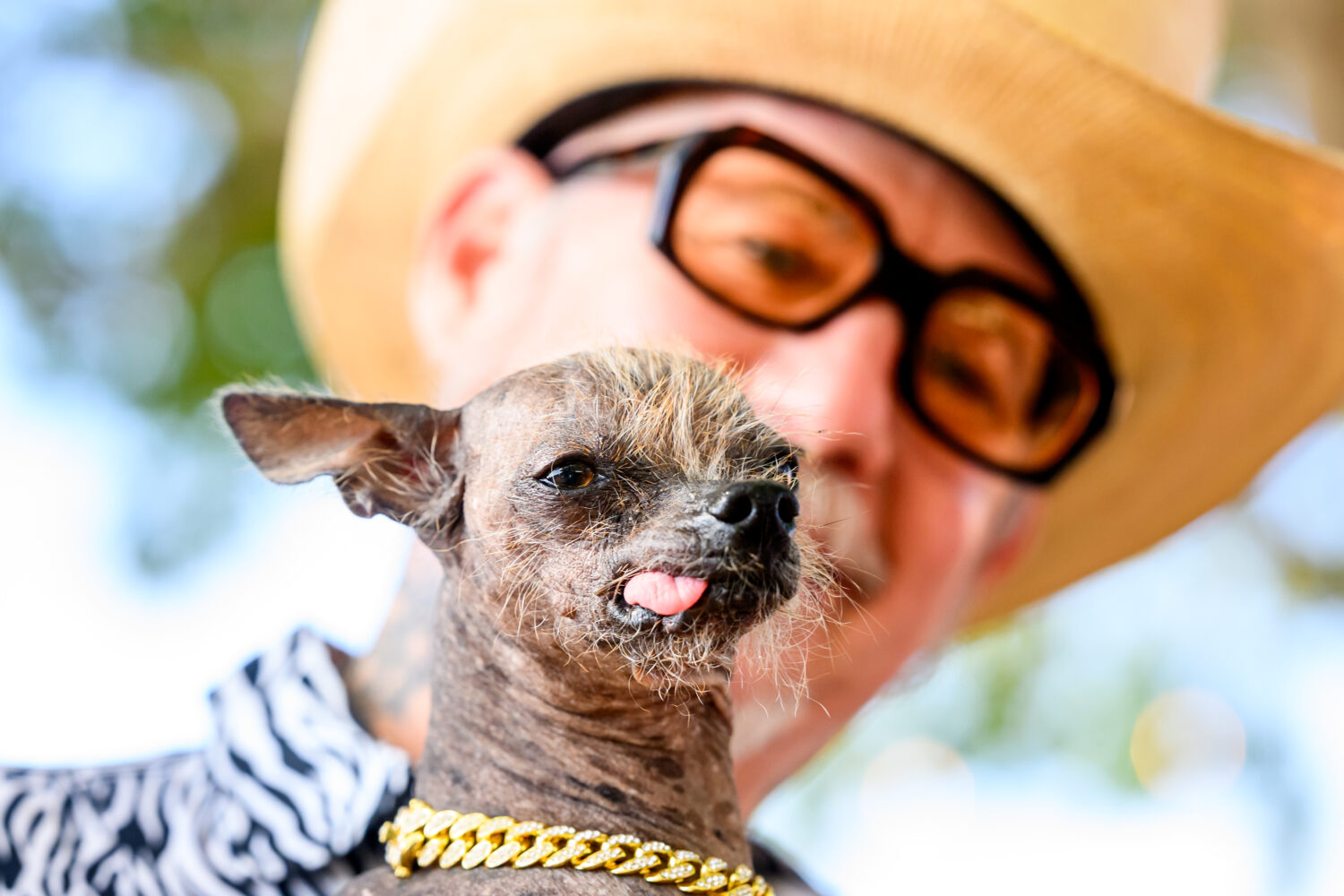 Held by owner Christopher Wonder, Little Prince prepares to compete in the World's Ugliest Dog Cont...