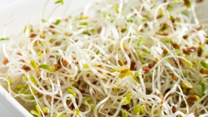 Alfala sprouts outbreak...