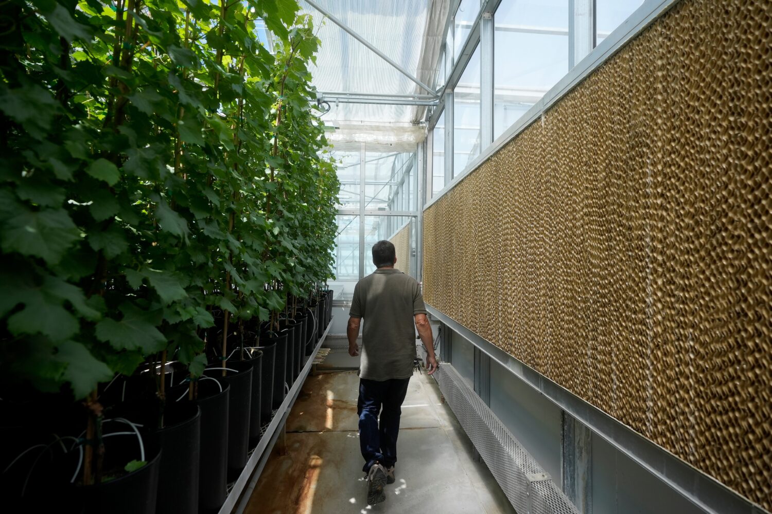 FILE - Bill Werner, lead greenhouse manager of the College of Agricultural and Environmental Scienc...