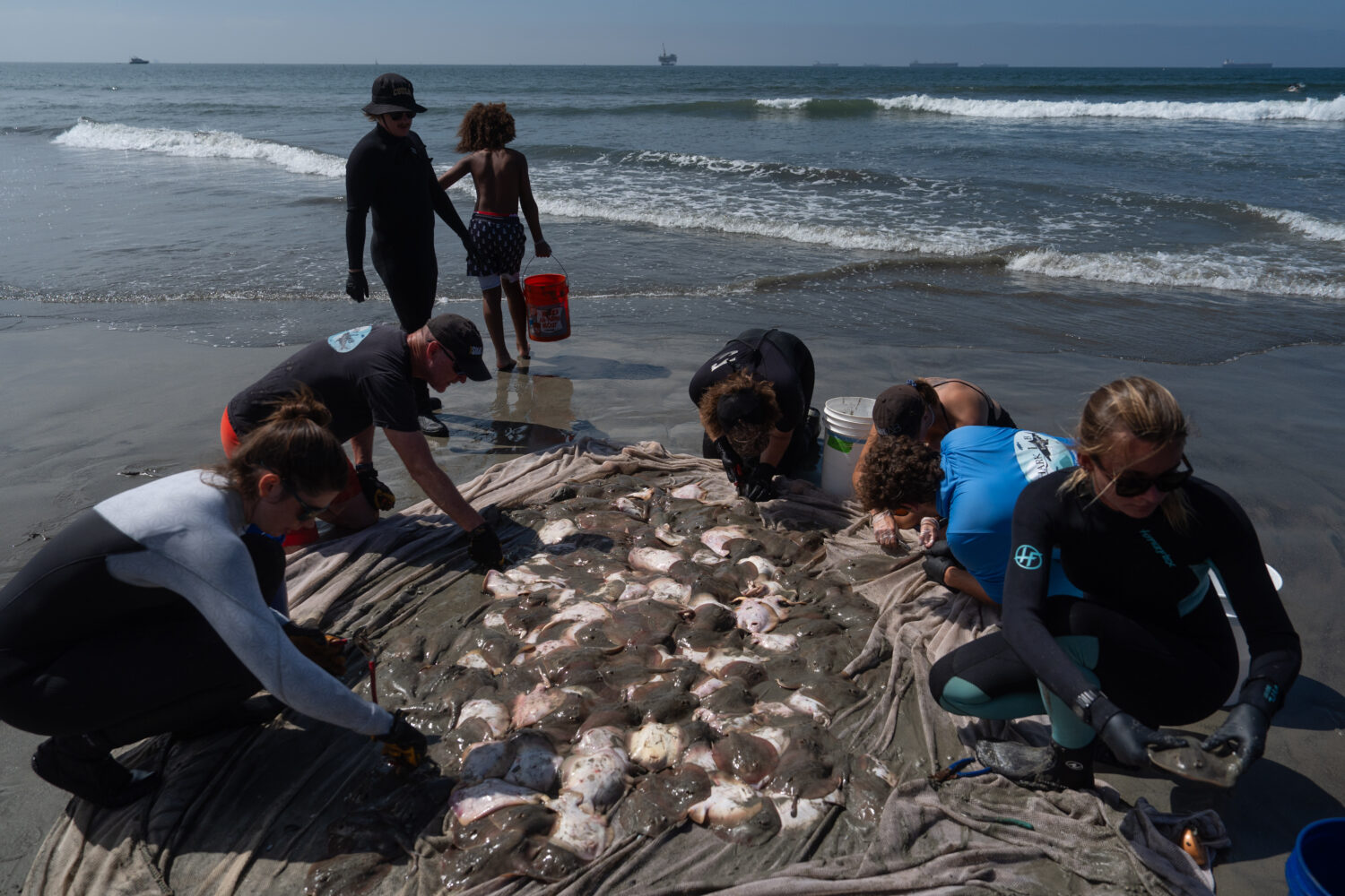 Researchers gather around a pile of stingrays to clip their barbs after catching them in Seal Beach...