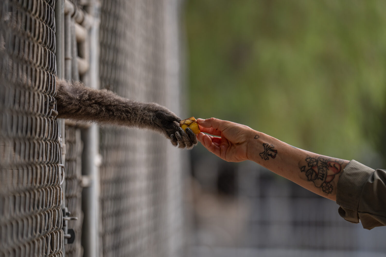 On-site caretaker Jodi Kleier hands a piece of banana to a gibbon at the Gibbon Conservation Center...