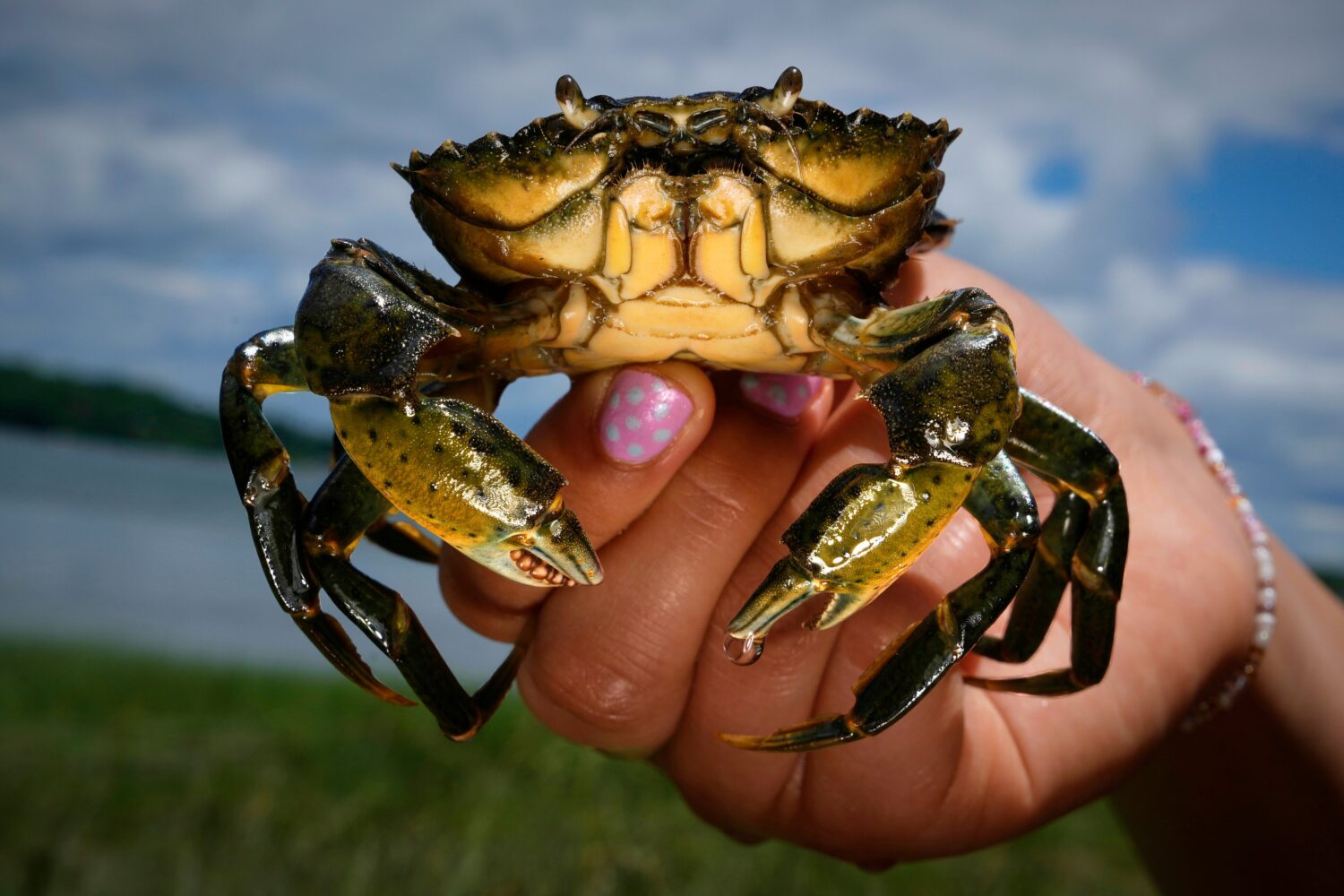 A student holds a green crab caught on the Harraseeket River, Friday, June 19, 2026, in Freeport, M...