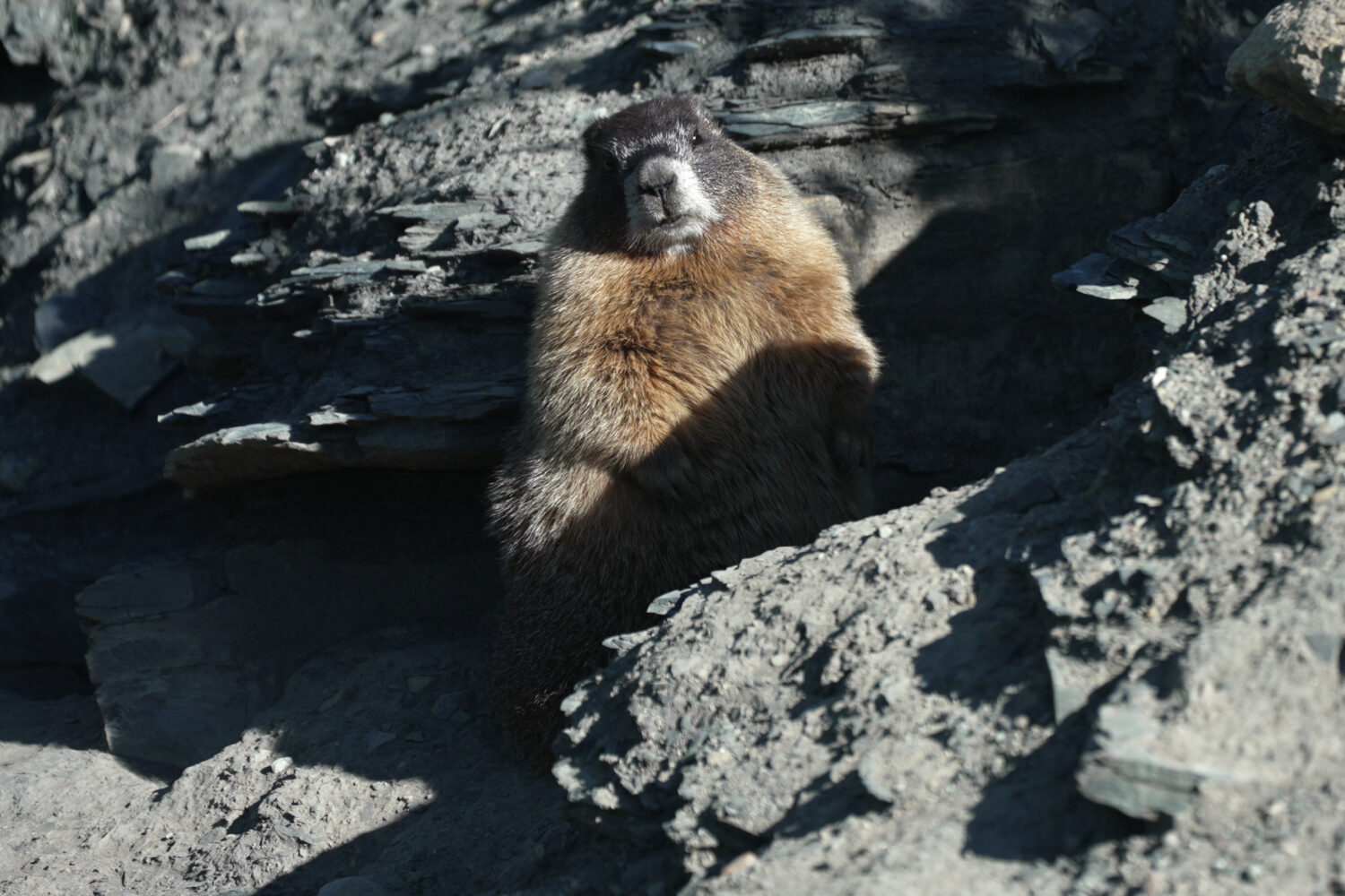 A marmot named 9 sits outside of her den Thursday, Aug. 6, 2026, in Gothic, Colo. (AP Photo/Brittan...