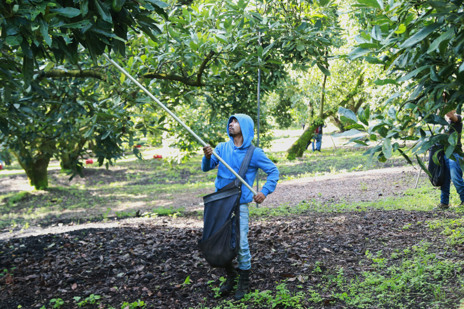 A farmhand harvests avocados at an orchard in Santa Ana Zirosto, Michoacan sate, Mexico, Friday, Au...