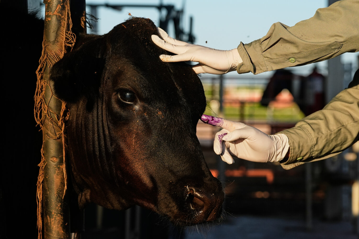 A veterinarian applies antibiotics to a calf's injured eye during an inspection for export to the U...