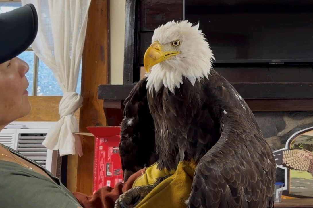 Jackie the bald eagle is examined on July 18, 2026, at the Los Angeles County Parks San Dimas Rapto...