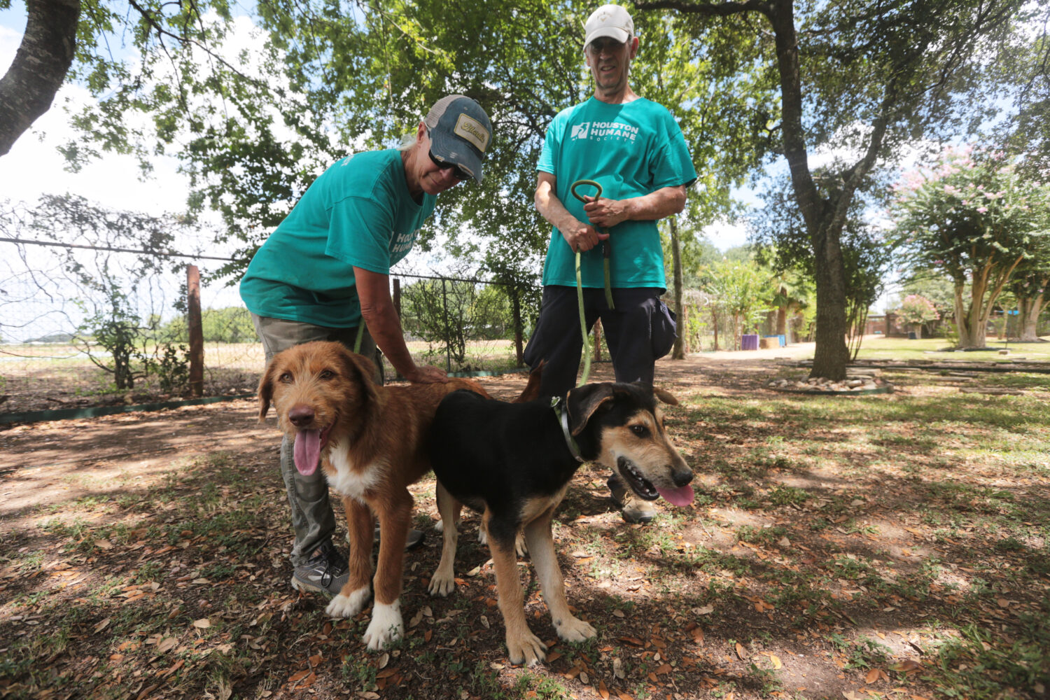 Houston Humane Society volunteers Dawn York, left, and Kent Williamson, right, walk Graphite and Sh...