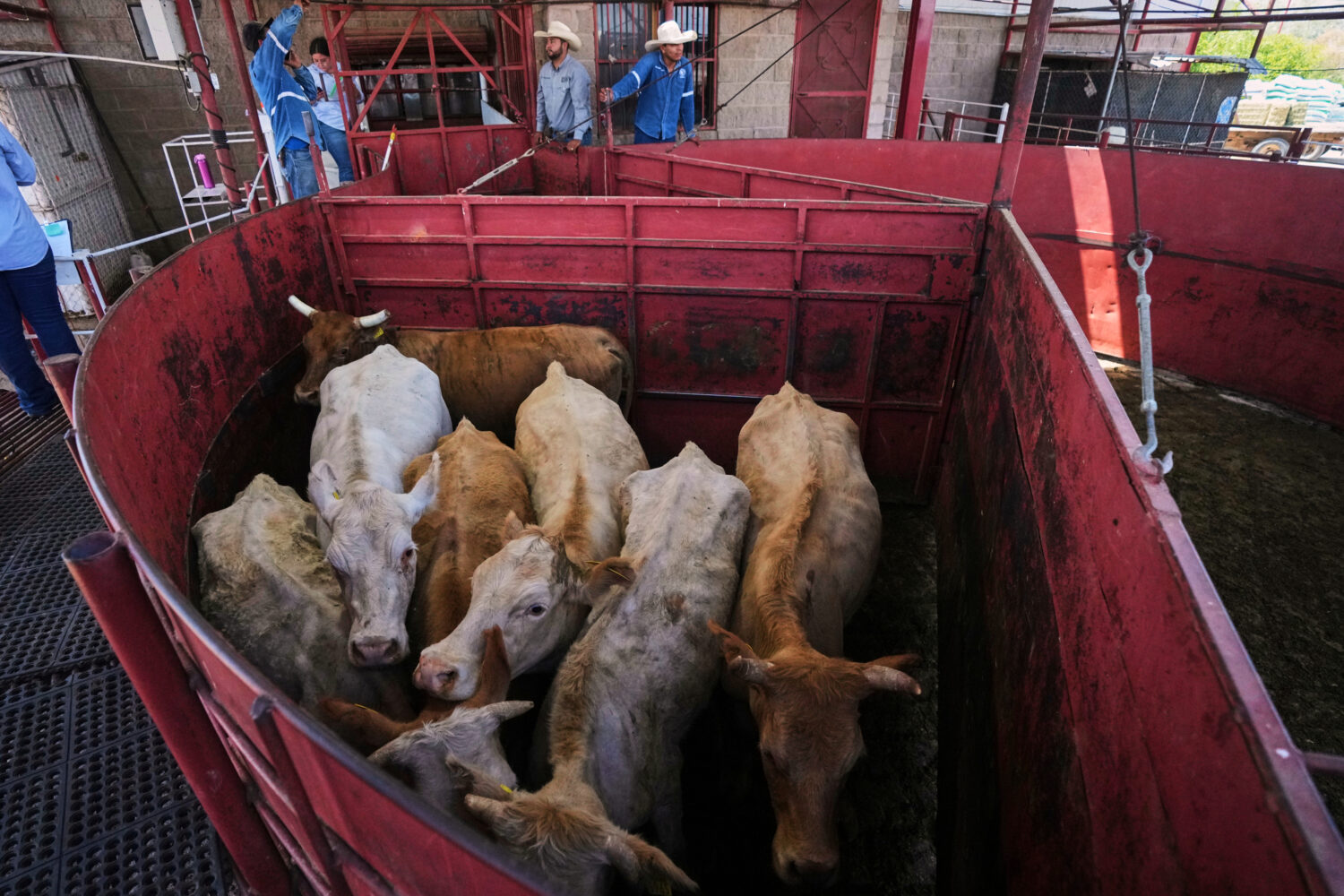 FILE - Cows are fenced in before being displayed at a cattle auction in Hermosillo, Sonora state, M...