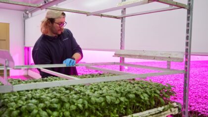 Indoor farming company in Marysville 'winds down,' laying off 55