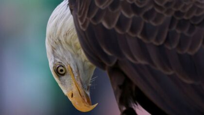 Clark County bald eagle shot...