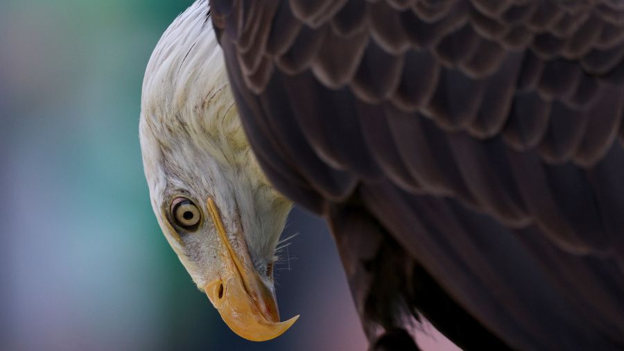 Clark County bald eagle shot...