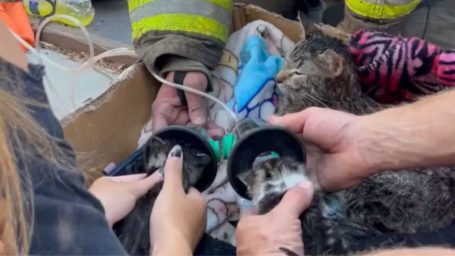 Kennewick kittens house fire...