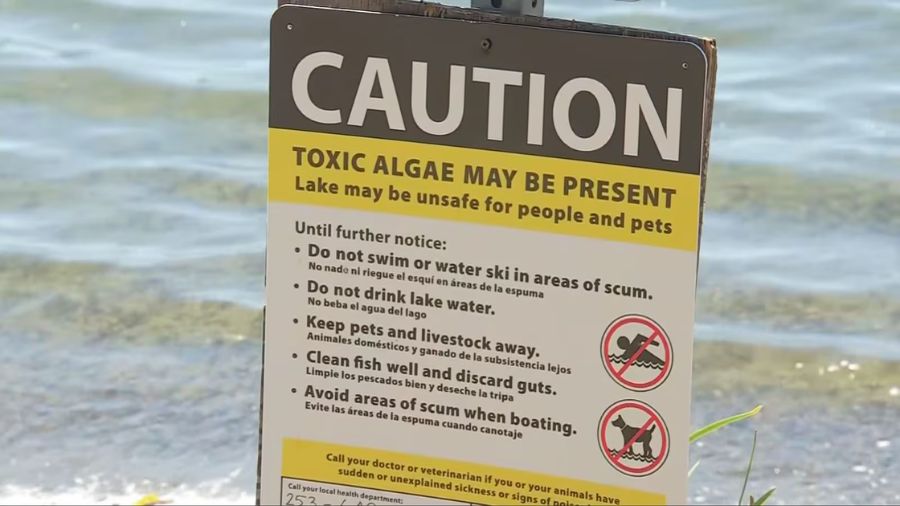 Lake Wilderness toxic algae closed...