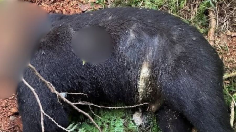 black bear decapitation wdfw...