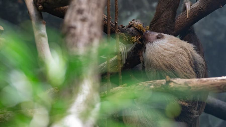 Woodland park zoo sloth...