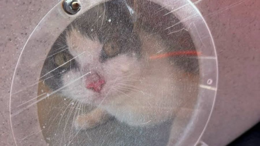 tacoma cat rescue boat...