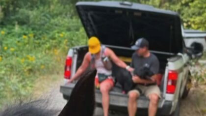 whatcom bear attack...