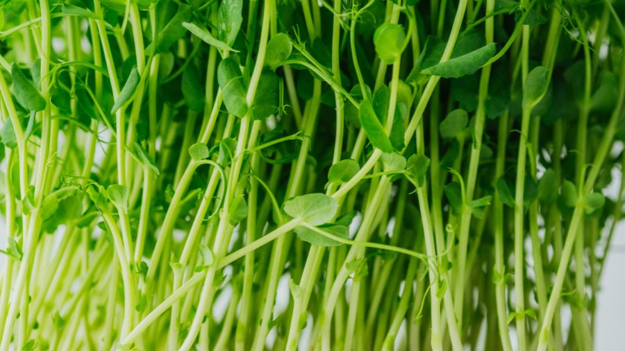 wa recall salmonella e. coli...