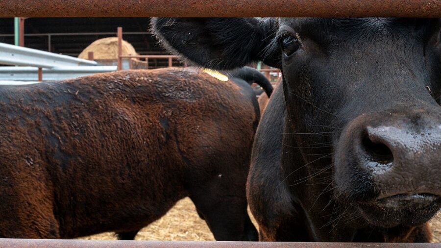 beef deal...