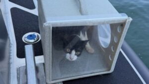 One of more than 30 cats rescued from a vessel near Point Defiance Park in Tacoma Thursday. (Photo: Tacoma Police Dept.)