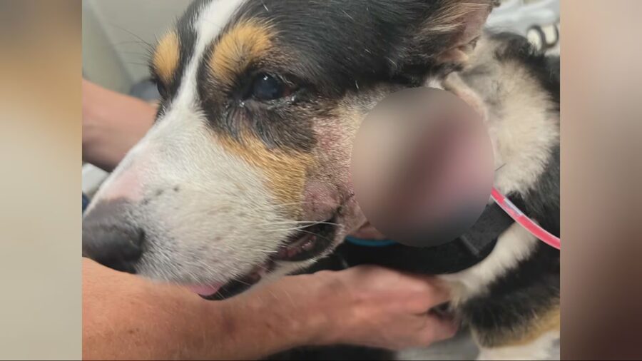 corgis attacked...