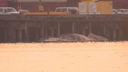 dead whale...