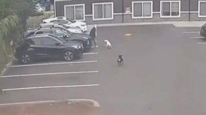 dogs attacked pregnant woman tacoma...