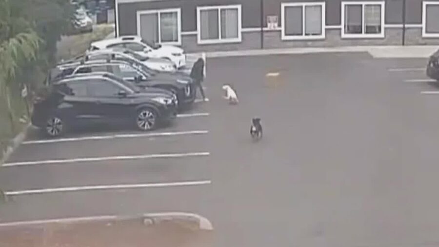 dogs attacked pregnant woman tacoma...