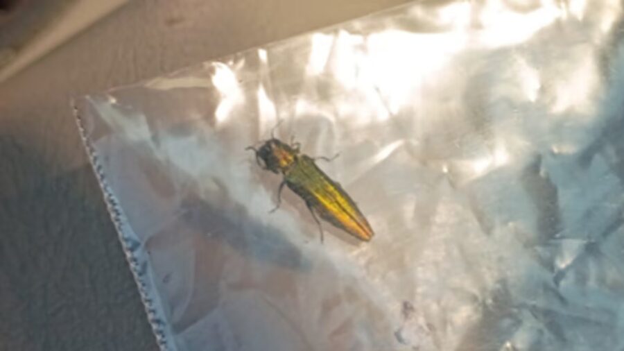 invasive insect...