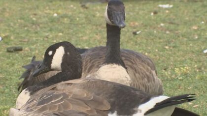 man killed goose...