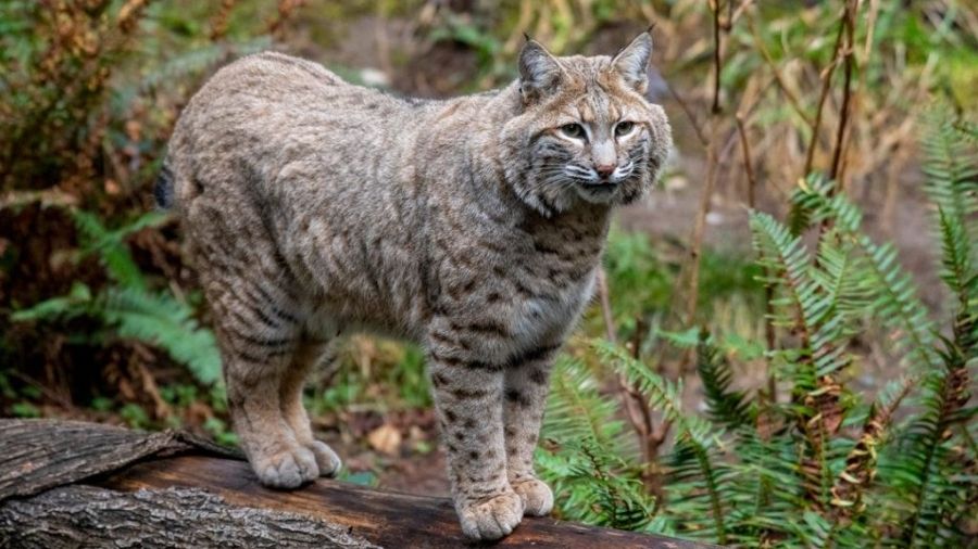 bobcat kirkland burglar...