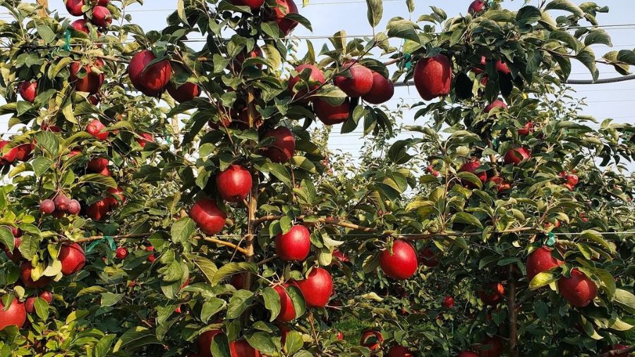 yakima orchard lays off...