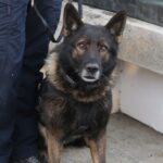 Portland police K9 Kylo killed in officer-involved shooting on what was supposed to be the dog’s last shift