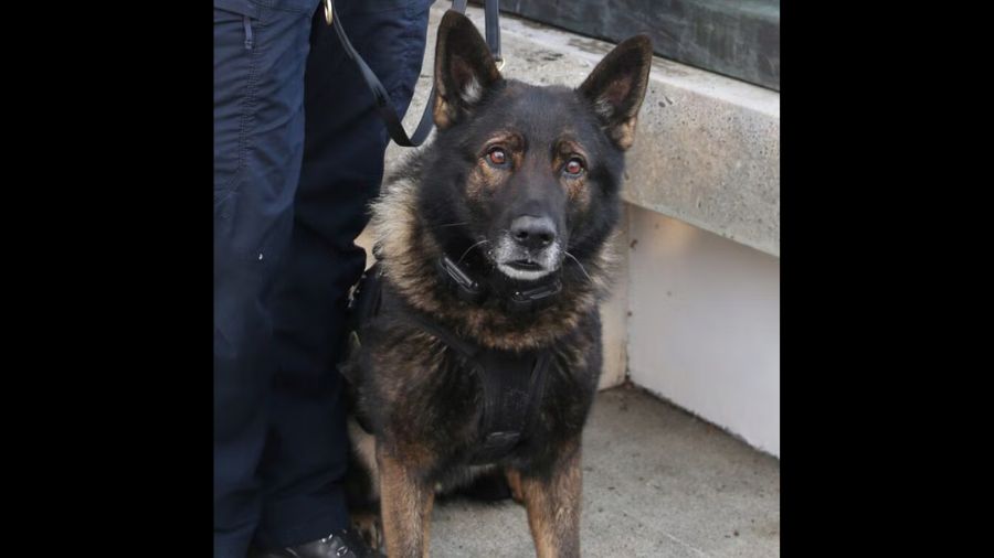 k9 portland officer-involved shooting...