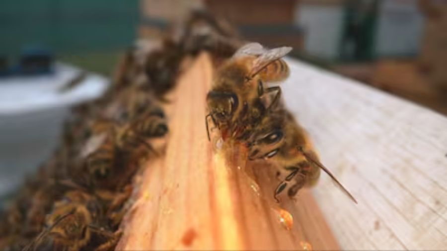 bee colony decline economic...