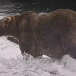 The final showdown of Alaska’s Fat Bear Week comes down to heavyweights Bear 910 and Backpack