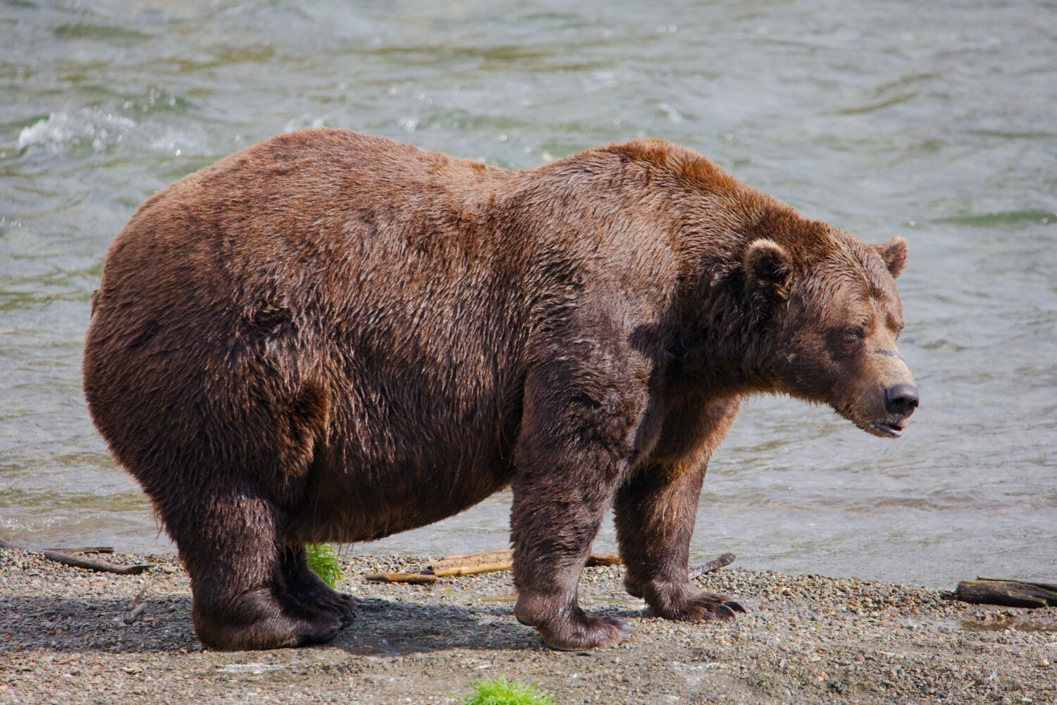 FILE - This image provided by the National Park Service shows bear 32 Chunk at Katmai National Park...