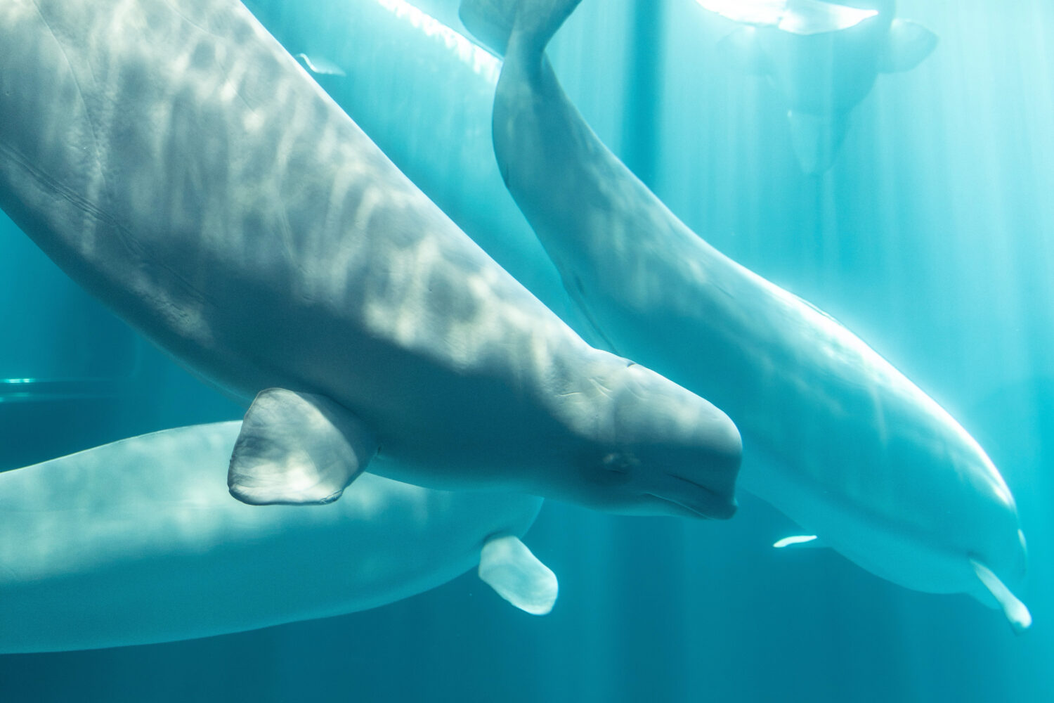 This photo provided by Shedd Aquarium shows a beluga whale named Osiris at Shedd Aquarium in Chicag...