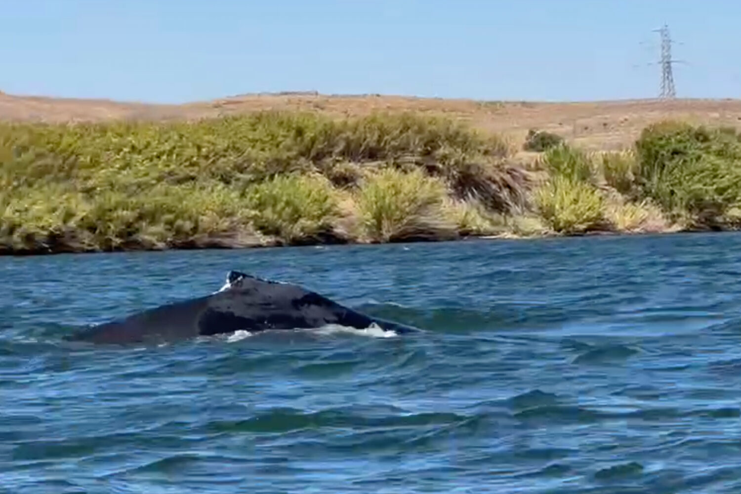 This image taken from video shows a humpback whale swimming in the Sacramento River on Sept. 16, 20...