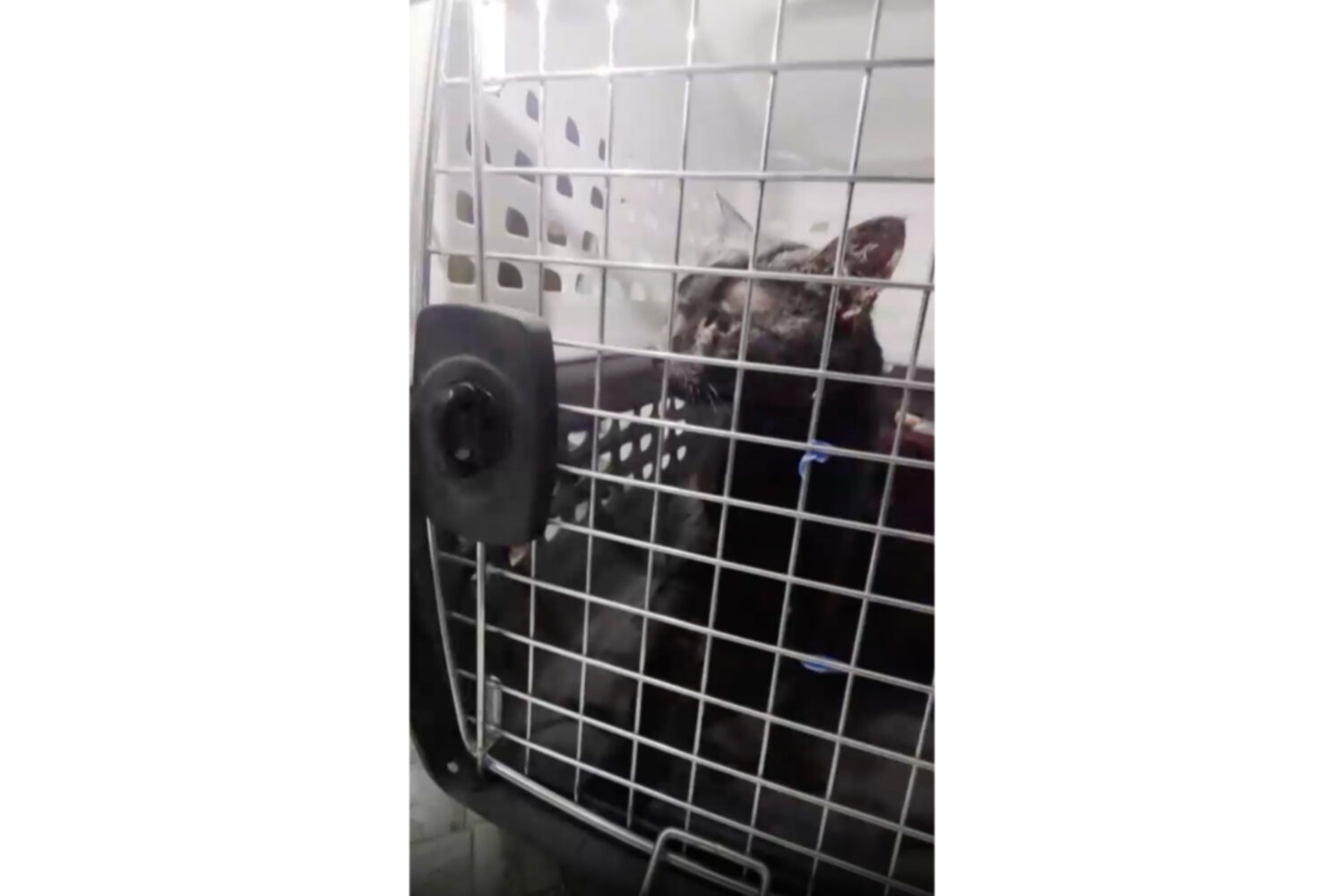 This image taken from video provided by John DeBacker shows a cat named Lola after she was rescued ...