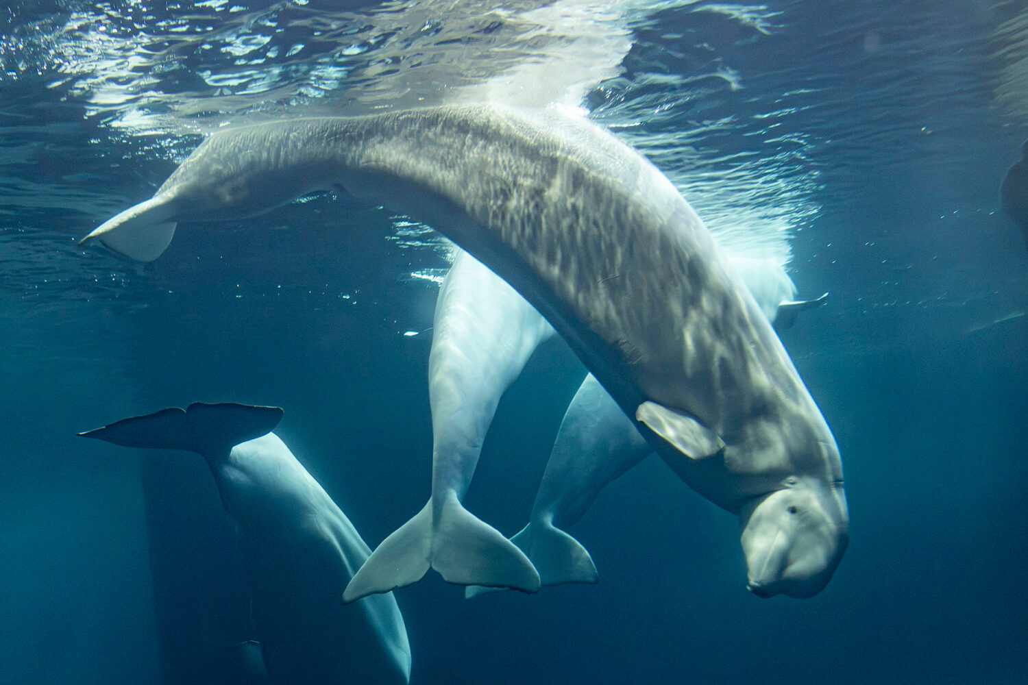 This photo provided by the Shedd Aquarium shows a beluga whale named Rain swimming on Tuesday, Sept...