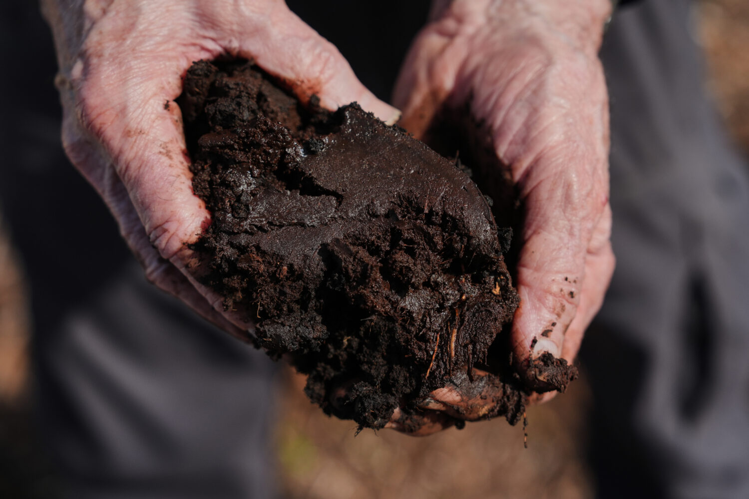 Curtis Richardson, an ecology professor at Duke University, holds peat soil Wednesday, May 6, 2026,...