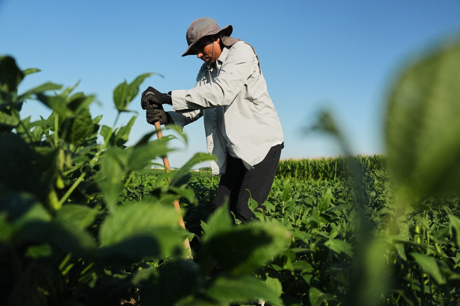 Ashish Rajurkar, a research scientist at the Salk Institute, digs out root samples from genetically...