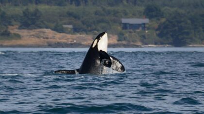 Endangered Species Act...