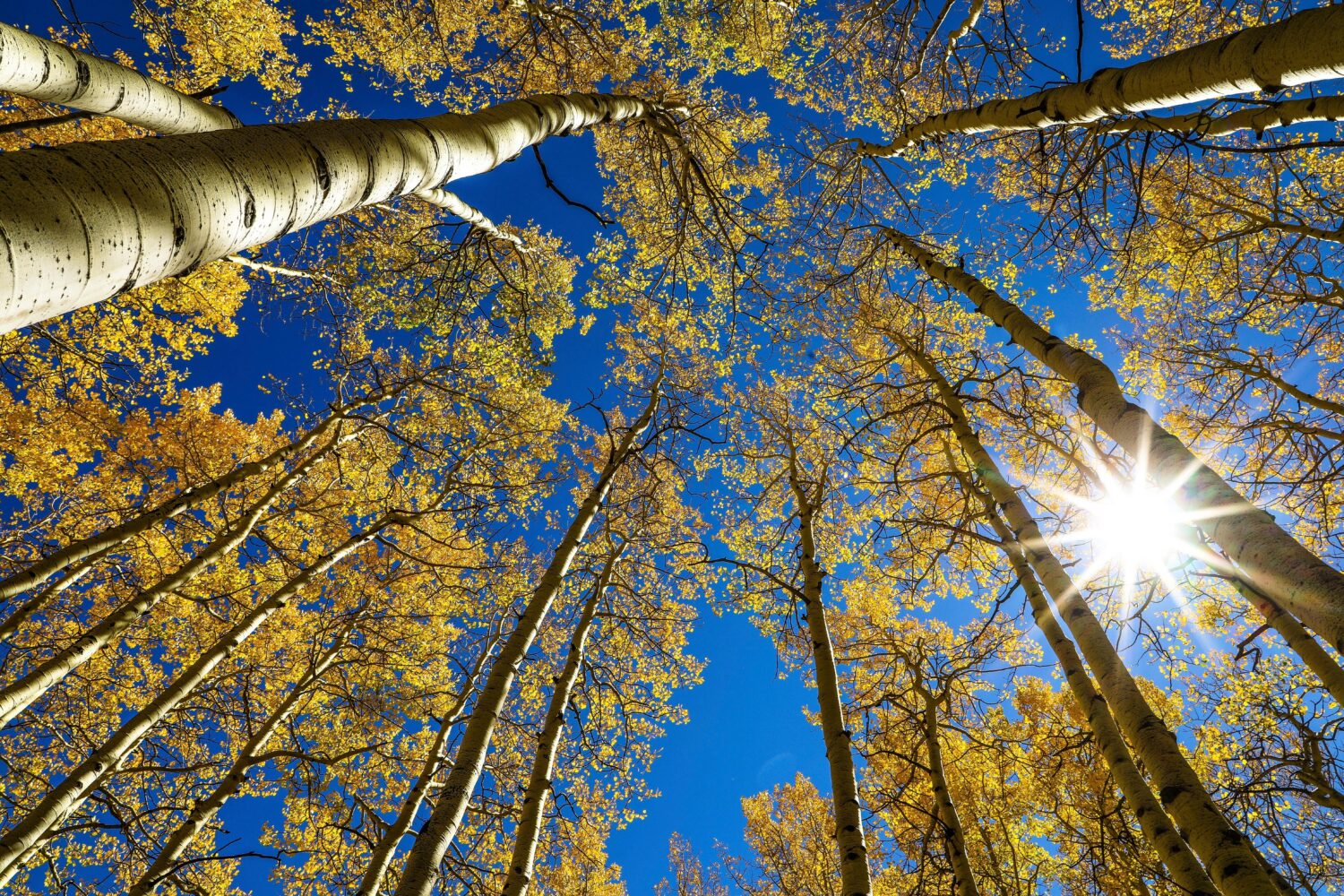 FILE - The sun shines on golden aspens, Sept. 22, 2021, on the first day of fall, in Eagle County, ...