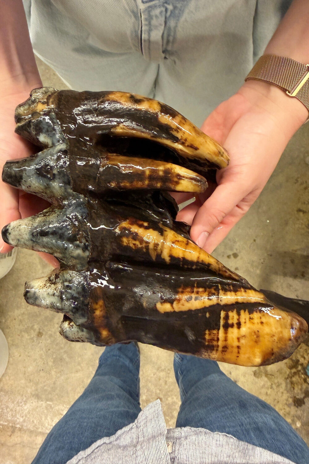This photo provided by Midpeninsula Regional Open Space District shows the fossilized tooth of a Pa...