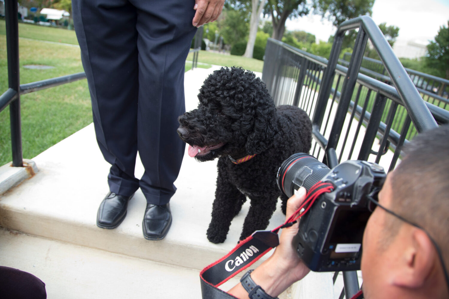 FILE - Sunny, President Barack Obama's newest dog takes a walk at the White House, Sept. 9, 2013, i...