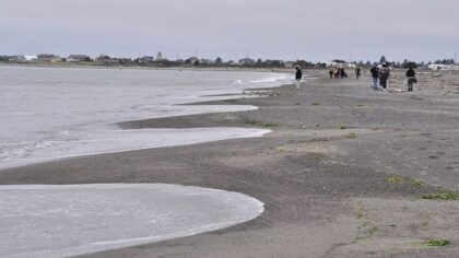 Ocean Shores shark...