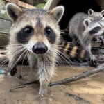 A raccoon boot camp in Mississippi teaches abandoned kits survival skills